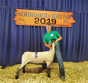 Hays Show Lambs Winners