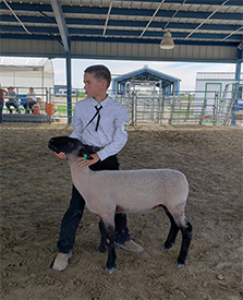 Hays Show Lambs Winners