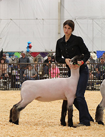 Hays Show Lambs Winners