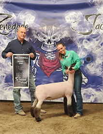 Hys Show Lambs Winners