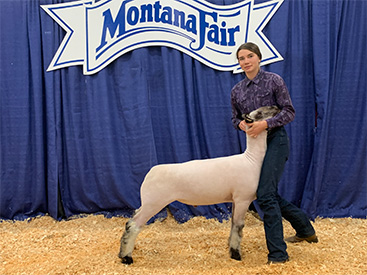 Hays Show Lambs Winners