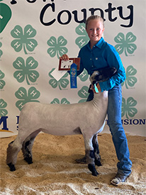 Hays Show Lambs Winners